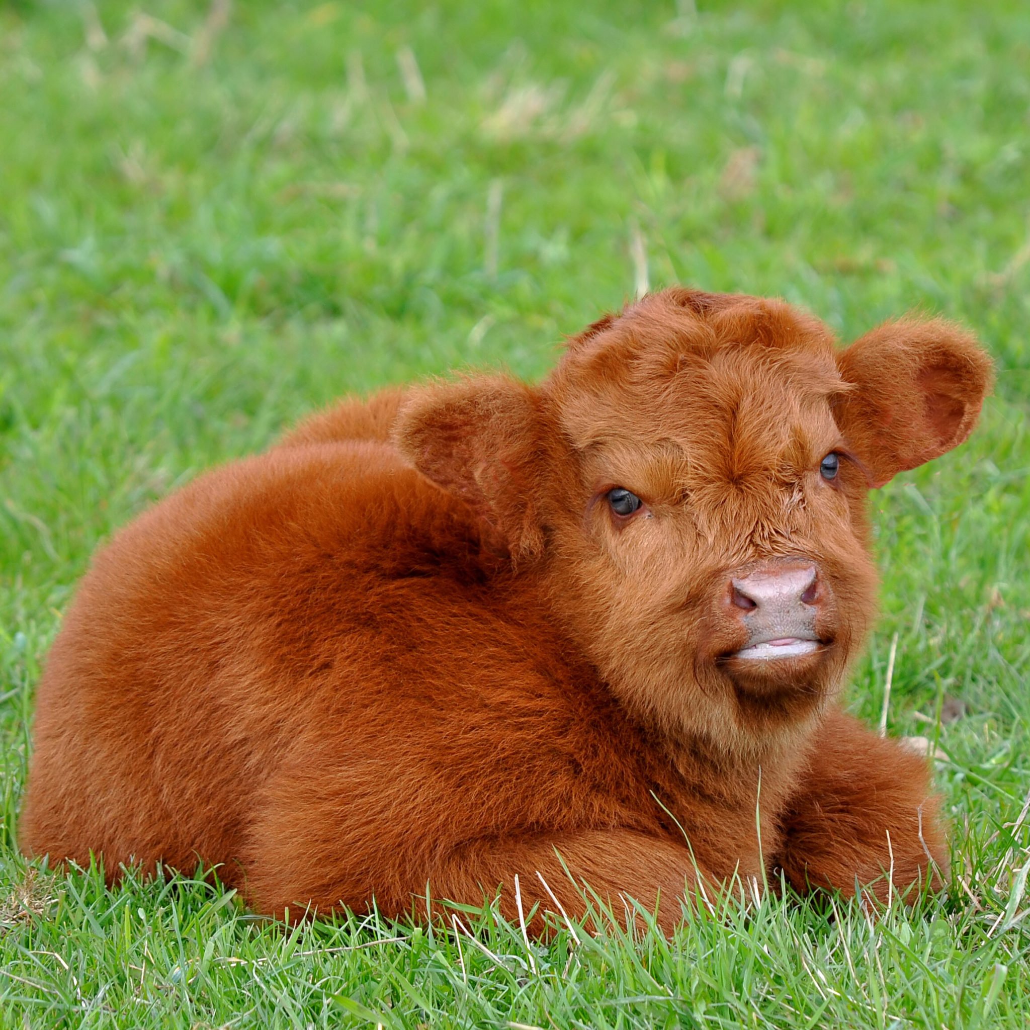 Бывает ли порода. Порода Айова теленок. Шотландский высокогорный теленок. Телята породы хайленд. Плюшевая корова Айова.